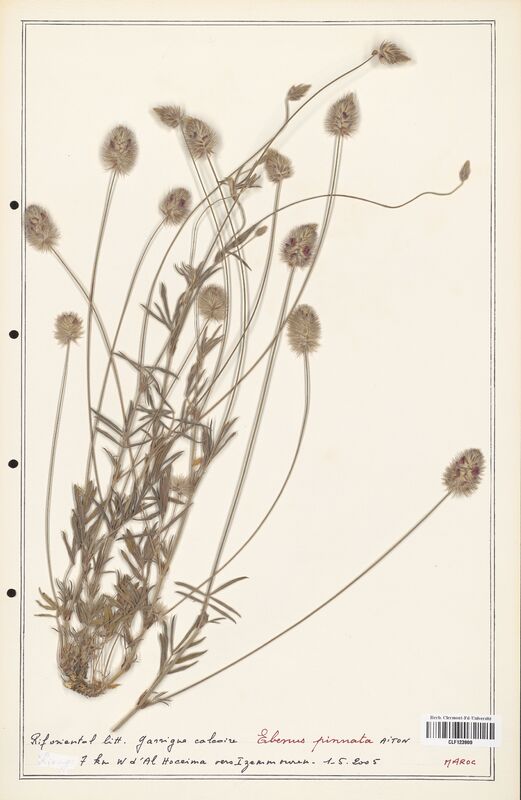 Ebenus pinnata  (Fabaceae)