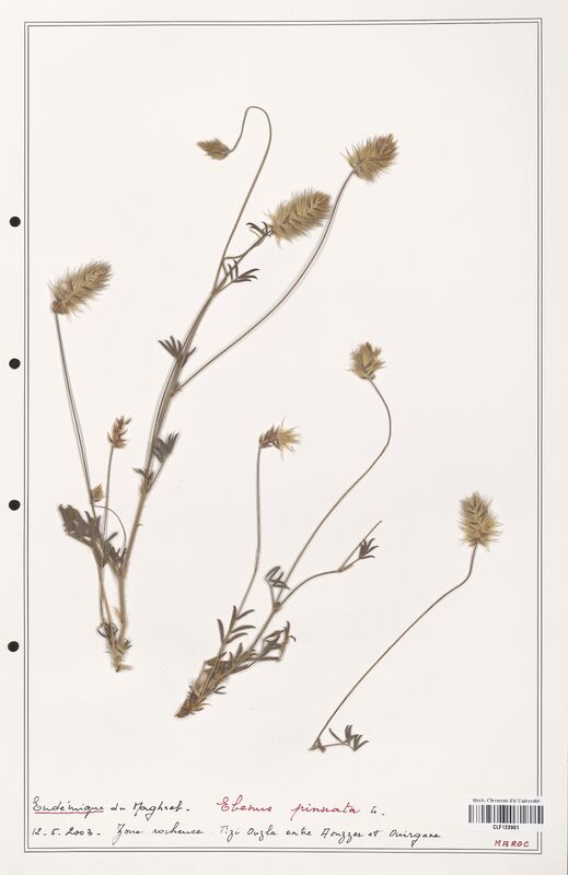 Ebenus pinnata  (Fabaceae)