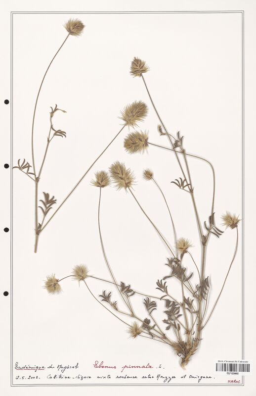 Ebenus pinnata  (Fabaceae)