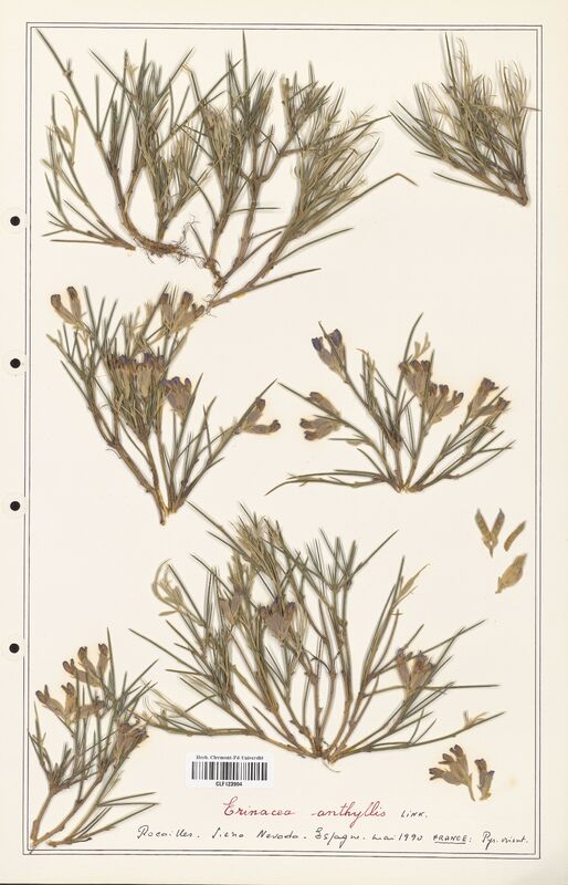 Erinacea anthyllis  (Fabaceae)