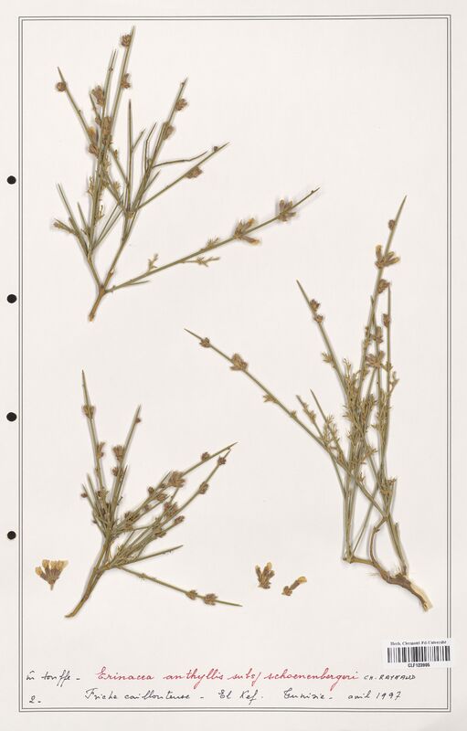 Erinacea anthyllis  (Fabaceae)