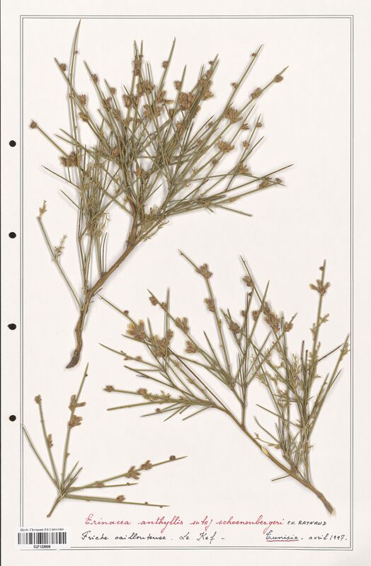 Erinacea anthyllis  (Fabaceae)