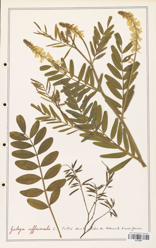 Galega officinalis  (Fabaceae)