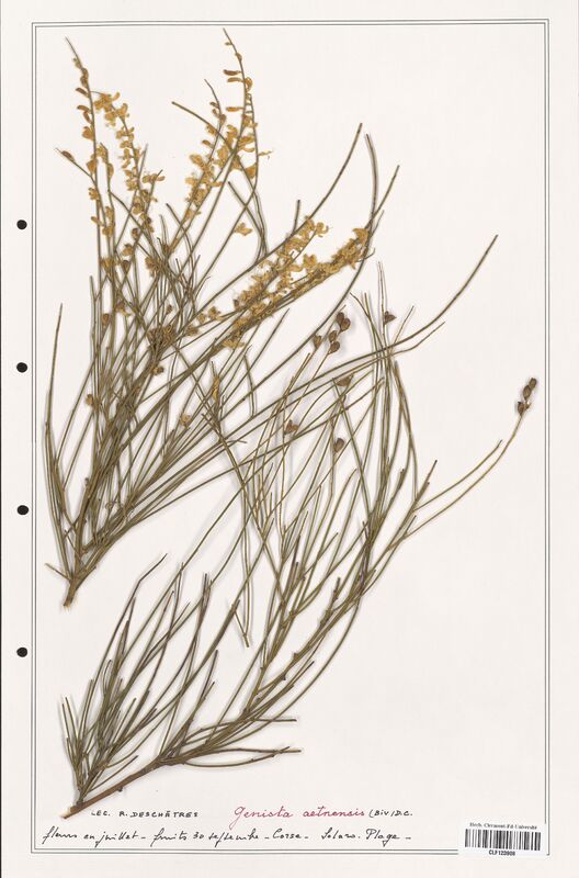 Genista aetnensis  (Fabaceae)