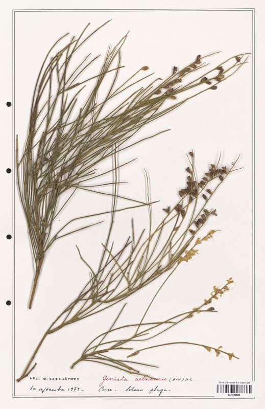 Genista aetnensis  (Fabaceae)