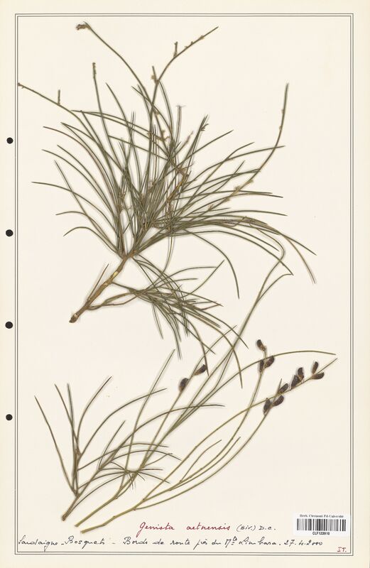 Genista aetnensis  (Fabaceae)