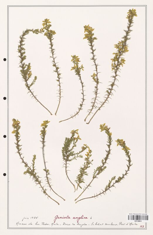 Genista anglica  (Fabaceae)