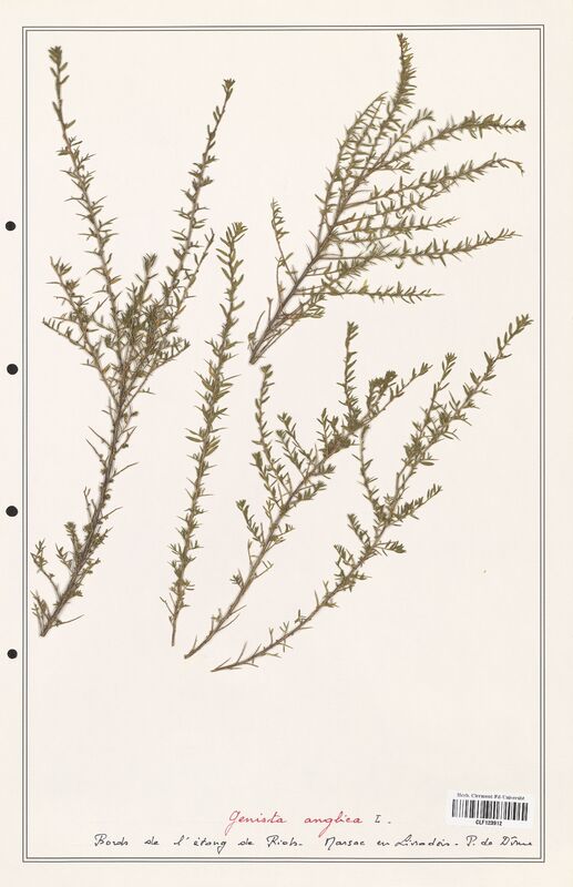 Genista anglica  (Fabaceae)