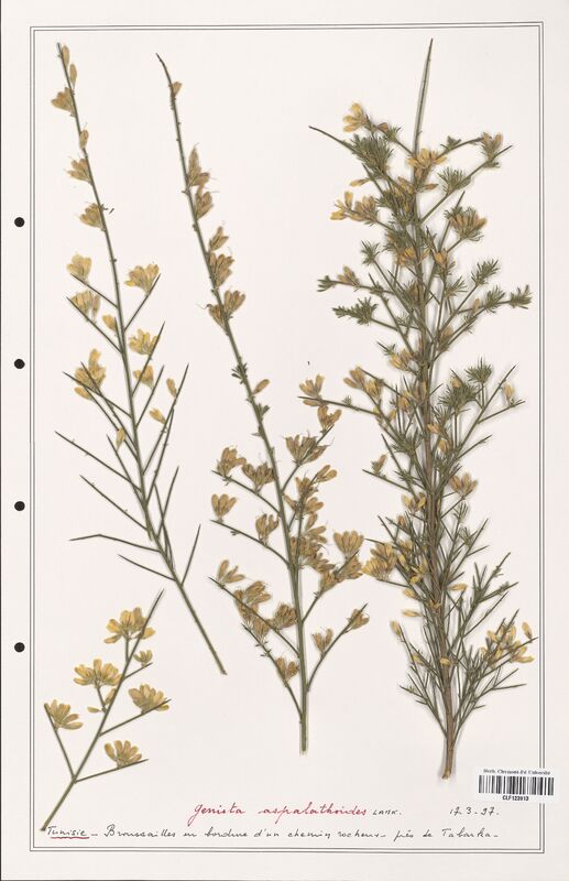 Genista aspalathoides  (Fabaceae)