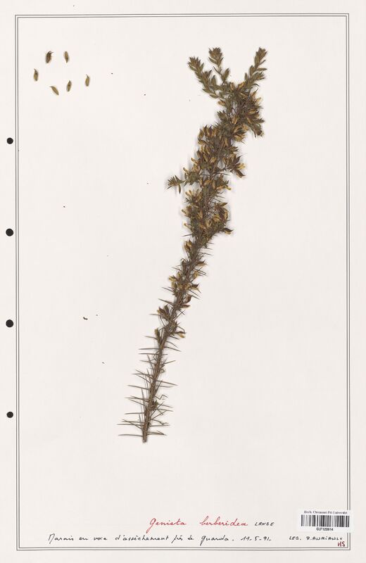 Genista berberidea  (Fabaceae)