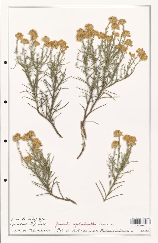 Genista cephalantha  (Fabaceae)