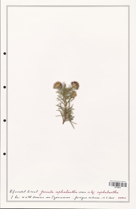 Genista cephalantha  (Fabaceae)