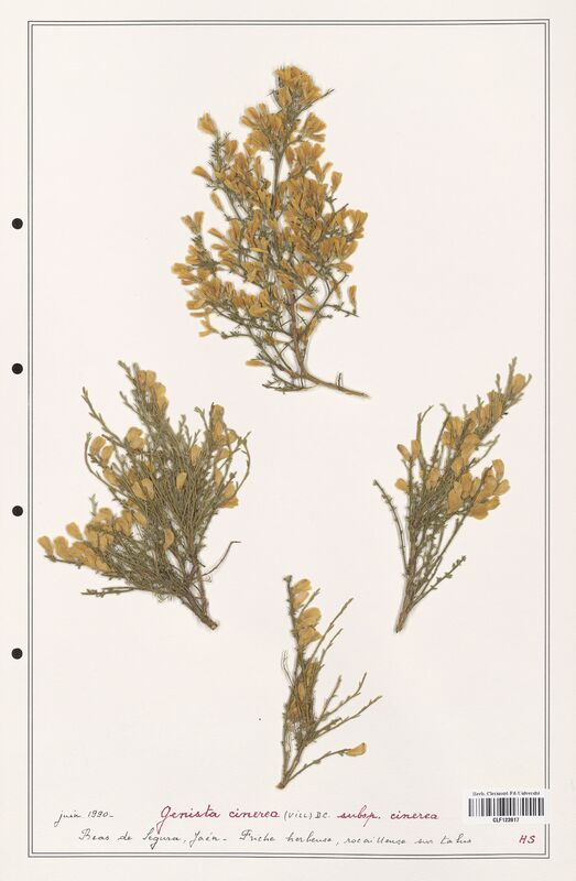 Genista cinerea  (Fabaceae)