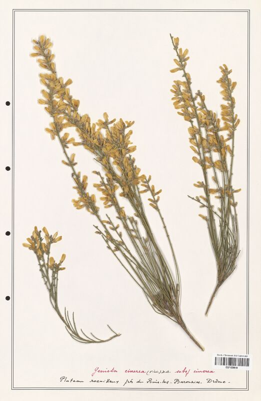 Genista cinerea  (Fabaceae)