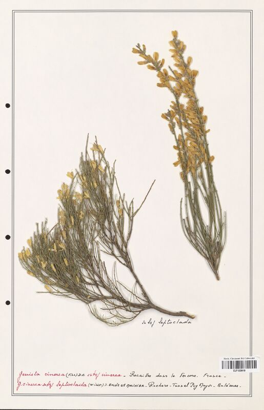 Genista cinerea  (Fabaceae)