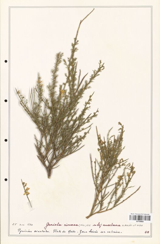 Genista cinerea  (Fabaceae)