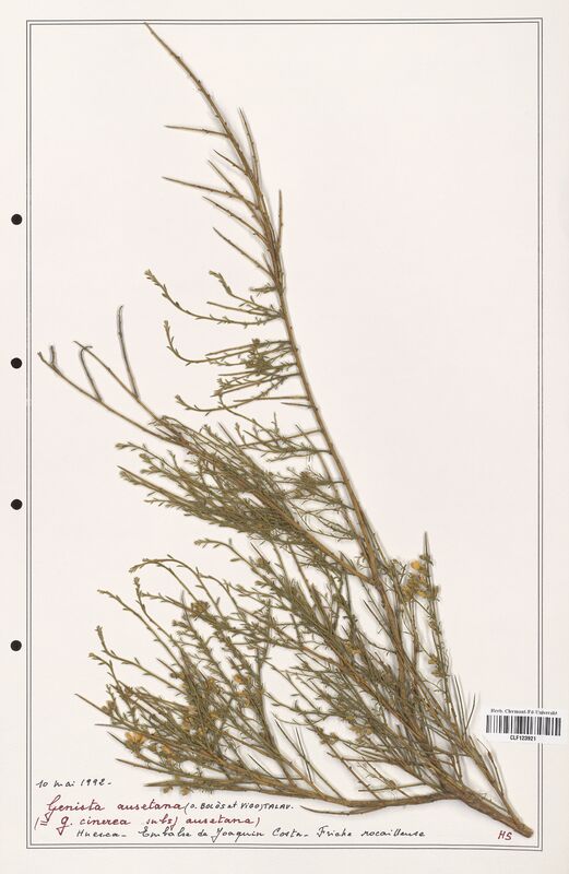Genista cinerea  (Fabaceae)