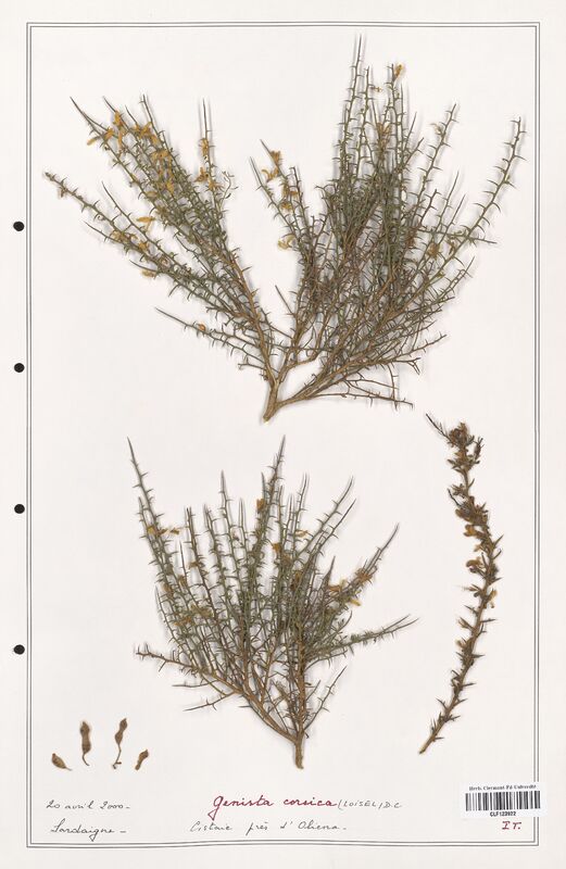 Genista corsica  (Fabaceae)