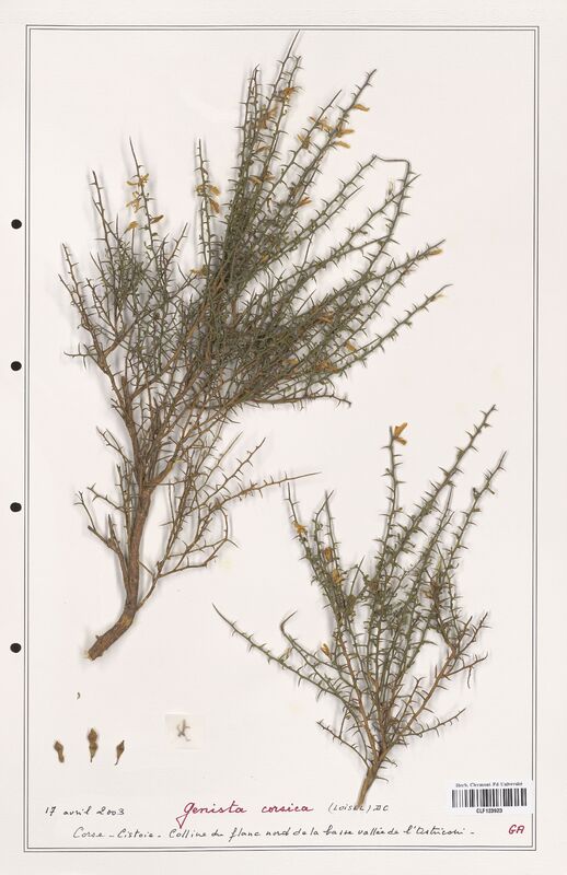 Genista corsica  (Fabaceae)