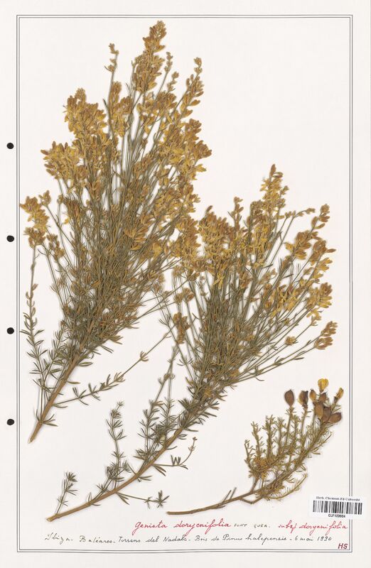 Genista dorycnifolia  (Fabaceae)