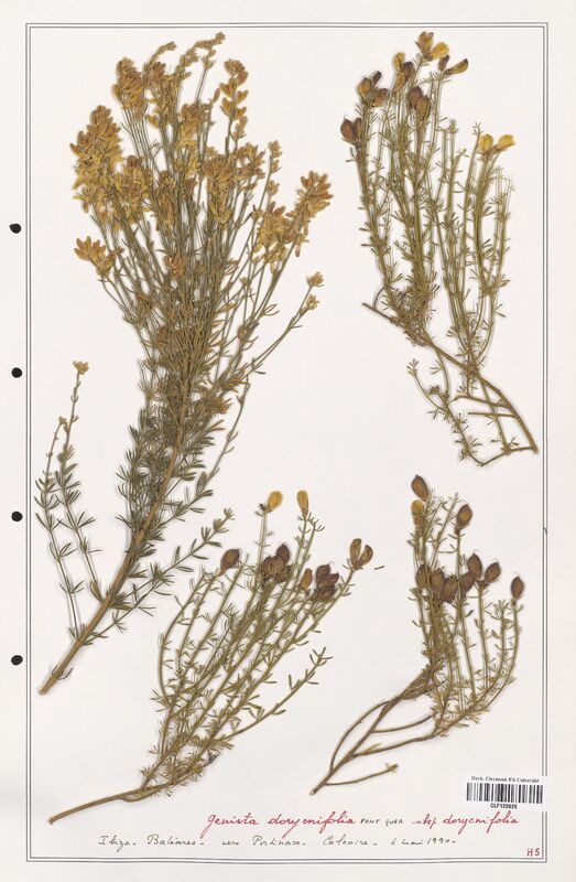 Genista dorycnifolia  (Fabaceae)