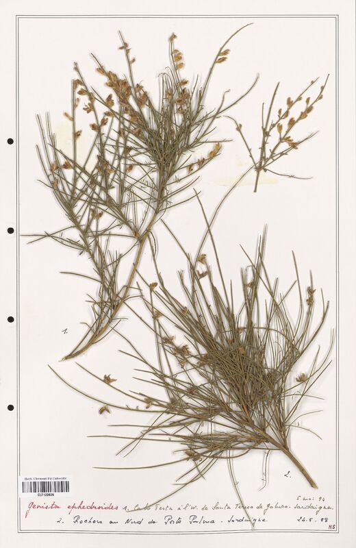 Genista ephedroides  (Fabaceae)