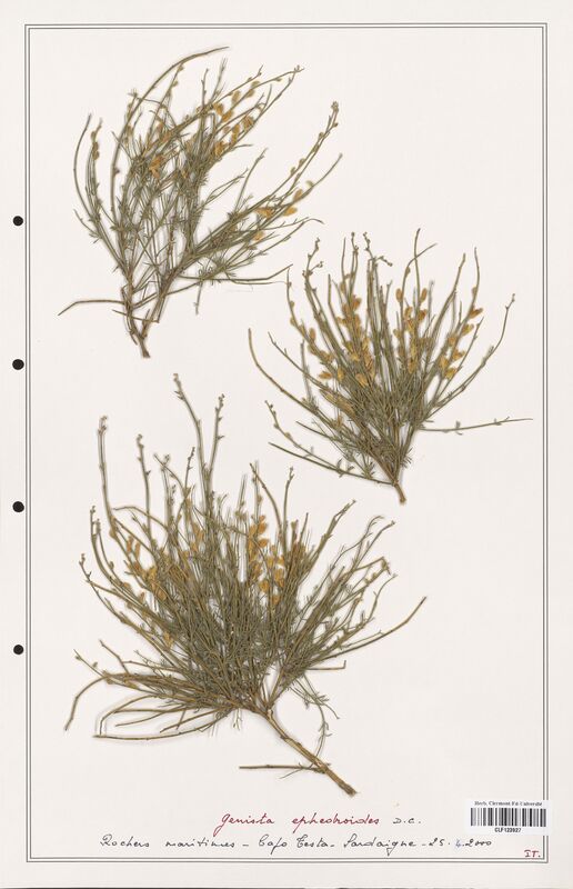 Genista ephedroides  (Fabaceae)