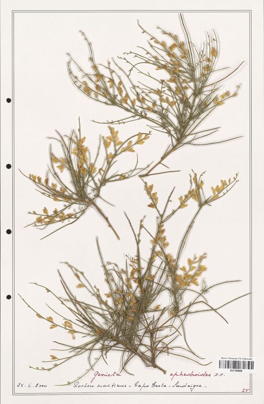 Genista ephedroides  (Fabaceae)