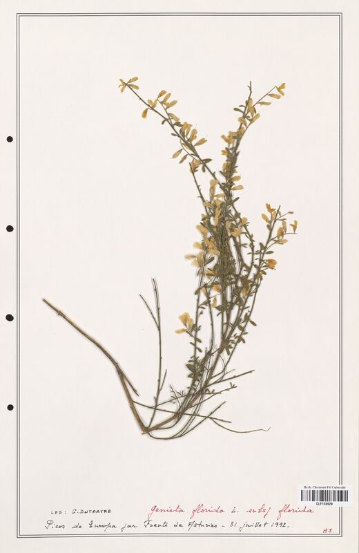 Genista florida  (Fabaceae)