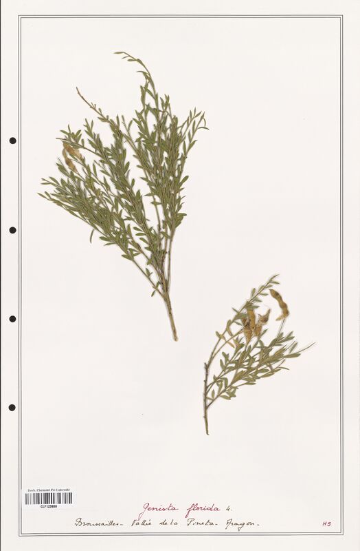 Genista florida  (Fabaceae)