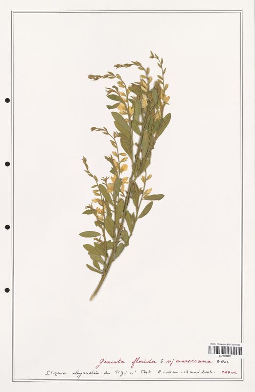 Genista florida  (Fabaceae)