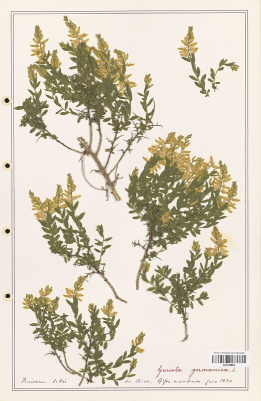 Genista germanica  (Fabaceae)