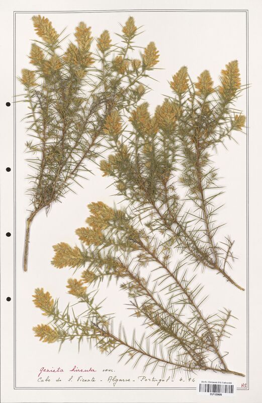 Genista hirsuta  (Fabaceae)