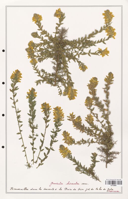 Genista hirsuta  (Fabaceae)