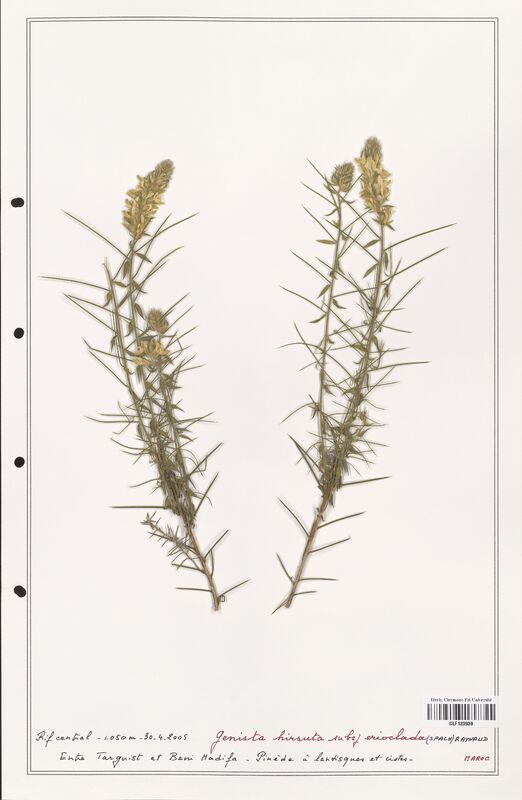 Genista hirsuta  (Fabaceae)