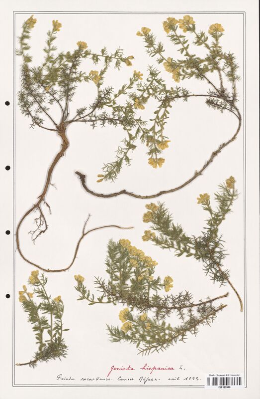 Genista hispanica  (Fabaceae)