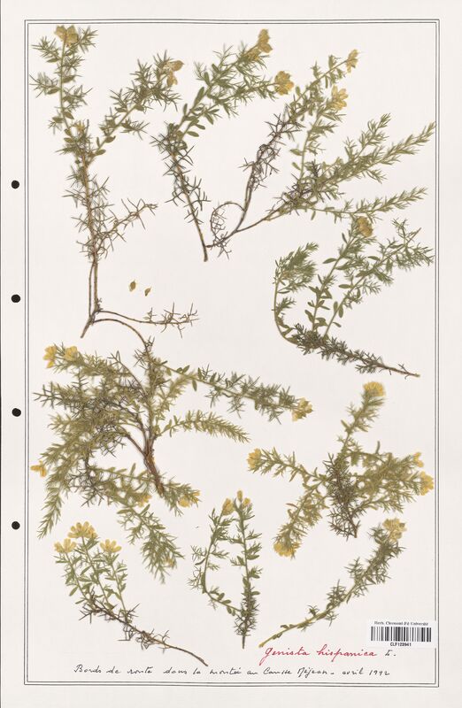 Genista hispanica  (Fabaceae)