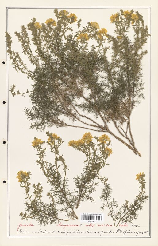 Genista hispanica  (Fabaceae)