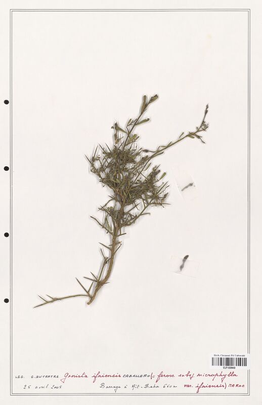 Genista ifniensis  (Fabaceae)