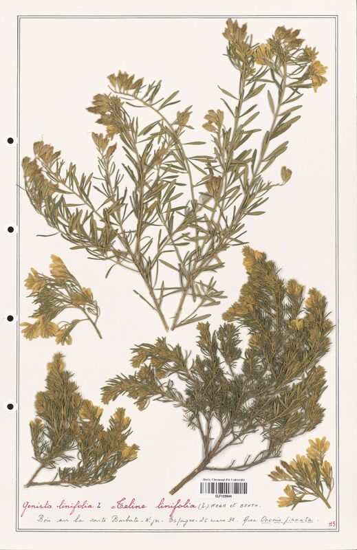 Genista liniflia  (Fabaceae)