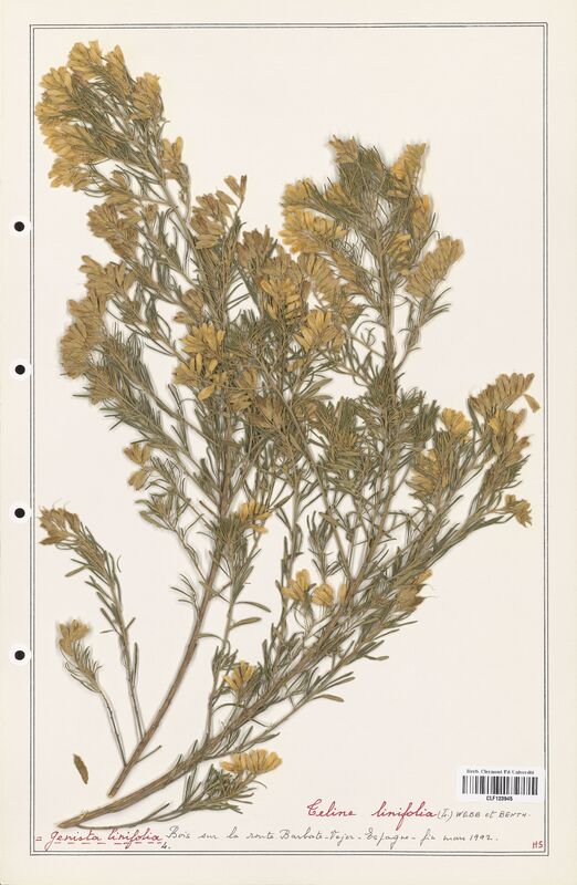 Genista liniflia  (Fabaceae)