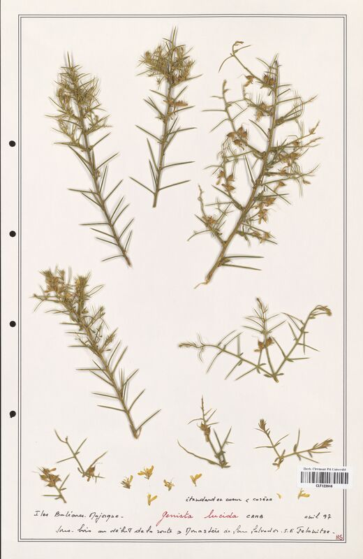 Genista lucida  (Fabaceae)