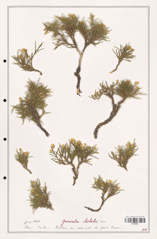 Genista lobelii  (Fabaceae)