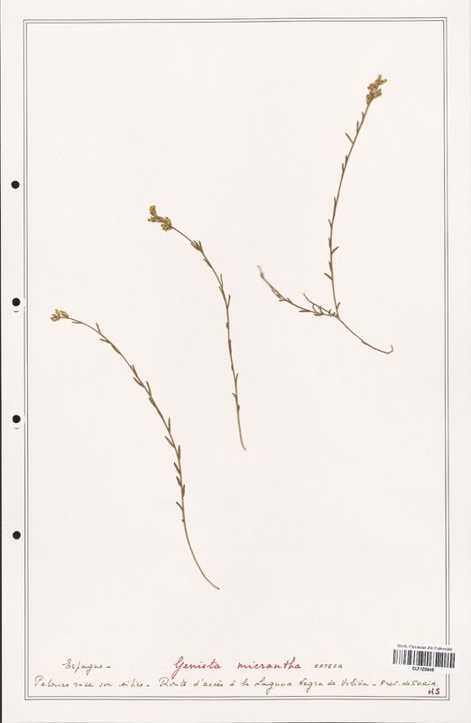 Genista micrantha  (Fabaceae)