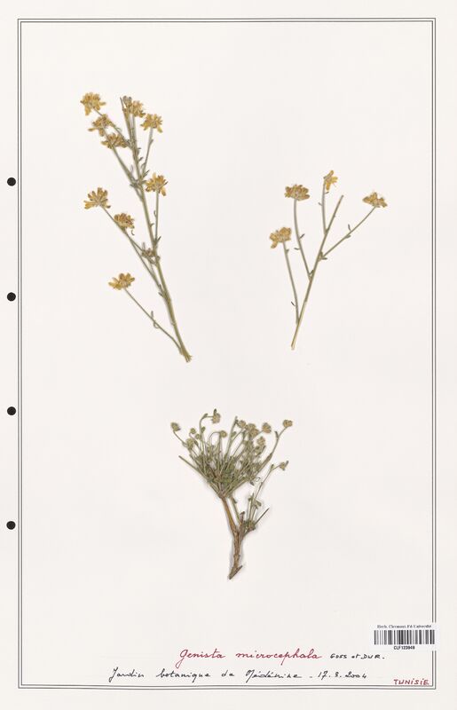 Genista microcephala  (Fabaceae)