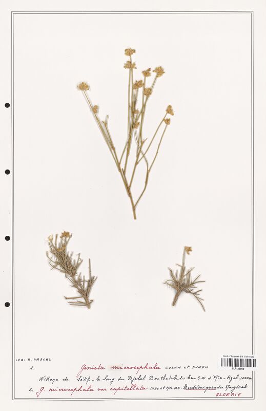 Genista microcephala  (Fabaceae)