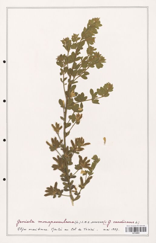 Genista monspessulana  (Fabaceae)