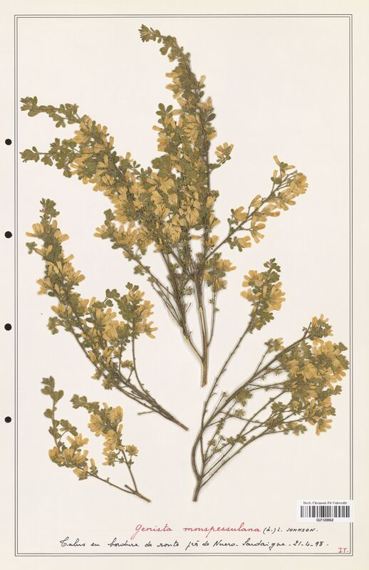 Genista monspessulana  (Fabaceae)