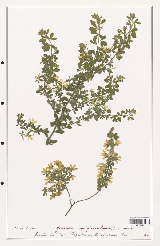 Genista monspessulana  (Fabaceae)