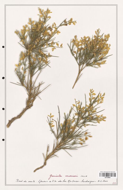 Genista morisii  (Fabaceae)